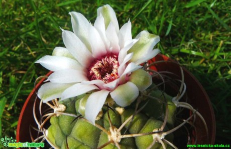 Gymnocalycium pflanzii - Foto Pavel Stančík