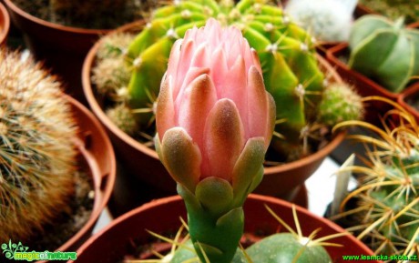 Gymnocalycium sp. - Foto Pavel Stančík