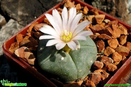 Ježunka - Lophophora sp. - Foto Pavel Stančík