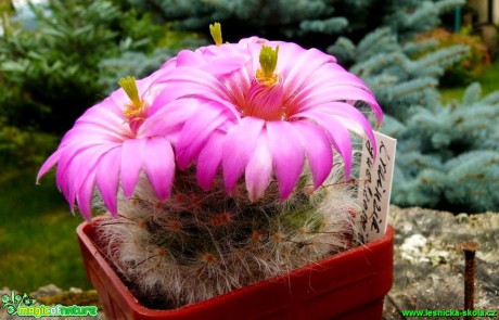 Mammillaria (Krainzia) guelzowiana - Foto Pavel Stančík