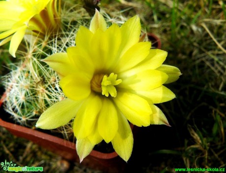 Mammillaria longimamma - Foto Pavel Stančík