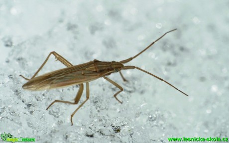 Ploštice - Stenodema calcaratum 7mm - Foto G. Ritschel