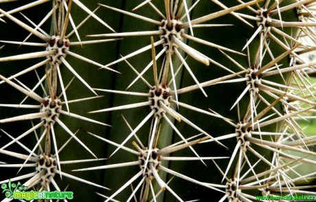 Pachycereus pringlei - Foto Pavel Stančík