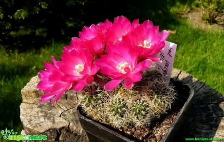 Sulcorebutia vasqueziana - Foto Pavel Stančík