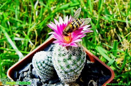 Turbinicarpus sp. s pestřenkou sající nektar - Foto Pavel Stančík