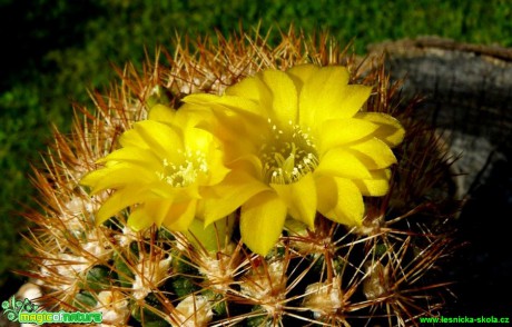 Weingartia sp. - Foto Pavel Stančík