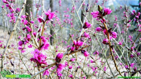 Lýkovec jedovatý - Daphne mezereum - Foto Robert Kopecký (4)