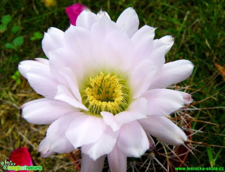 Acanthocalycium violaceum - Foto Pavel Stančík