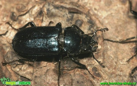 Roháček kovový - Systenocerus caraboides - Foto G. Ritschel