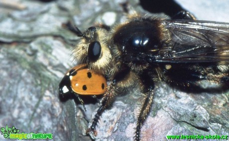 Roupec - Laphria gibbosa - Foto G. Ritschel