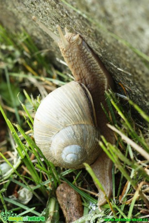 Hlemýžď zahradní - Helix pomatia - Foto Gerd Ritschel (1)