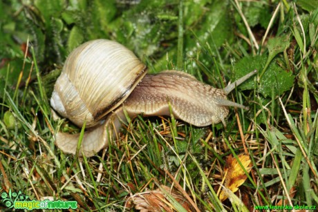 Hlemýžď zahradní - Helix pomatia - Foto Gerd Ritschel (2)