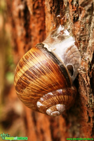 Hlemýžď zahradní - Helix pomatia - Foto Gerd Ritschel (4)