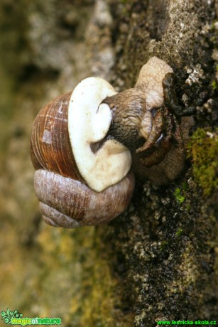 Hlemýžď zahradní - Helix pomatia - Foto Gerd Ritschel (5)