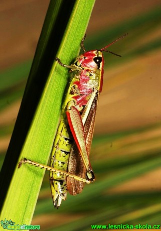 Saranče mokřadní - Mecostethus grossus - Foto G. Ritschel