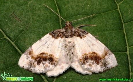 Skvrnopásník brslenový - Ligdia adustata - Foto G. Ritschel