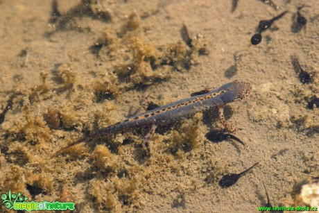 Čolek horský - Triturus alpestris - Foto Gerd Ritschel