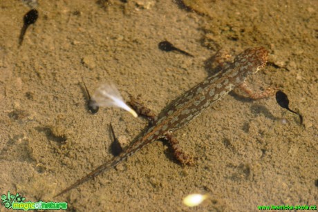 Čolek horský - Triturus alpestris - Foto Gerd Ritschel (1)