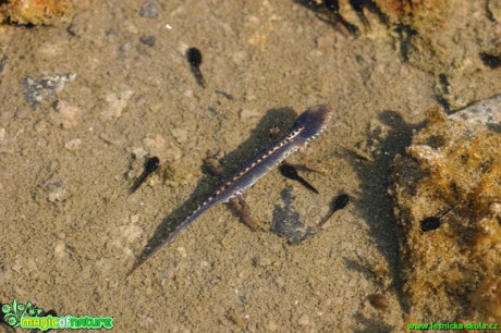 Čolek horský - Triturus alpestris - Foto Gerd Ritschel (2)