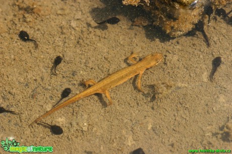 Čolek obecný - Triturus vulgaris - Foto Gerd Ritschel (1)