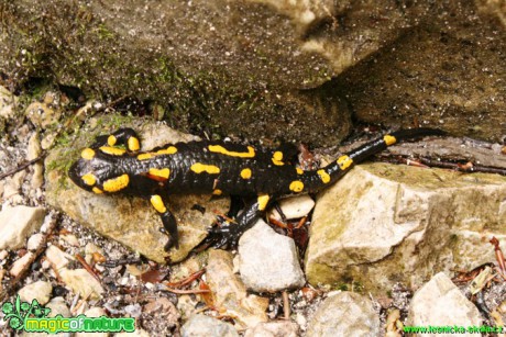 Mlok skvrnitý - Salamandra salamandra - Foto Gerd Ritschel