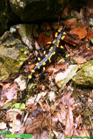 Mlok skvrnitý - Salamandra salamandra - Foto Gerd Ritschel (2)