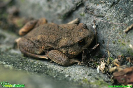 Ropucha obecná - Bufo bufo - Foto Gerd Ritschel (3)