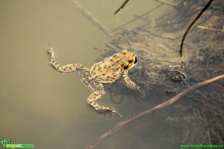 Ropucha obecná - Bufo bufo - Foto Gerd Ritschel (8)