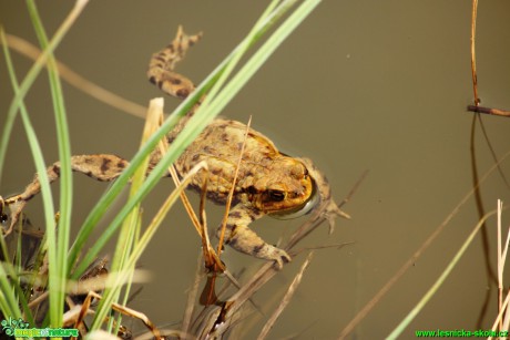 Ropucha obecná - Bufo bufo - Foto Gerd Ritschel (10)