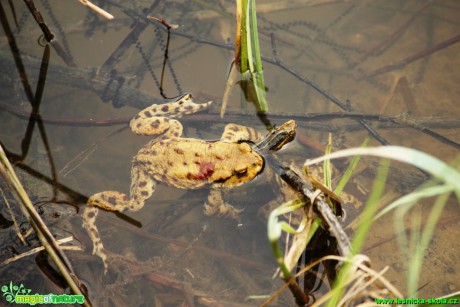 Ropucha obecná - Bufo bufo - Foto Gerd Ritschel (12)