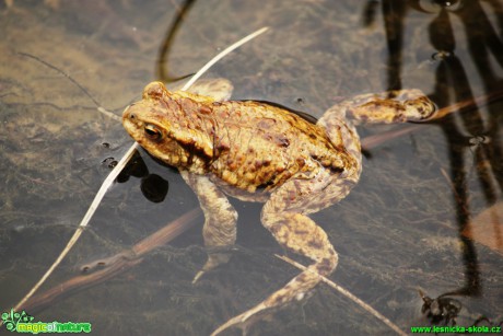 Ropucha obecná - Bufo bufo - Foto Gerd Ritschel (13)