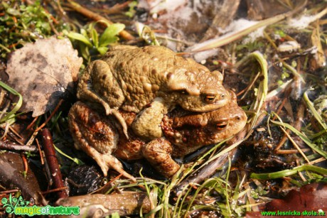 Ropucha obecná - Bufo bufo - Foto Gerd Ritschel (14)