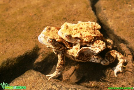 Ropucha obecná - Bufo bufo - Foto Gerd Ritschel (16)