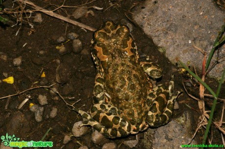 Ropucha zelená - Bufo viridis - Foto Gerd Ritschel (2)