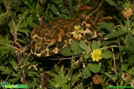 Ropucha zelená - Bufo viridis - Foto Gerd Ritschel (3)