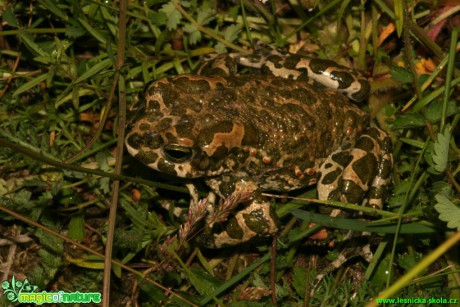 Ropucha zelená - Bufo viridis - Foto Gerd Ritschel (5)