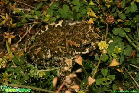 Ropucha zelená - Bufo viridis - Foto Gerd Ritschel (6)