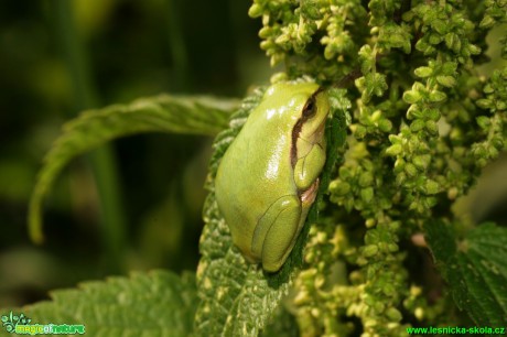 Rosnička zelená - Hyla arborea - Foto Gerd Ritschel (2)