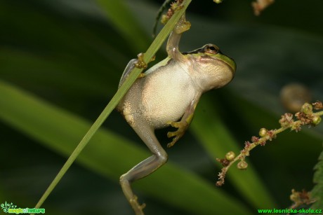 Rosnička zelená - Hyla arborea - Foto Gerd Ritschel (6)