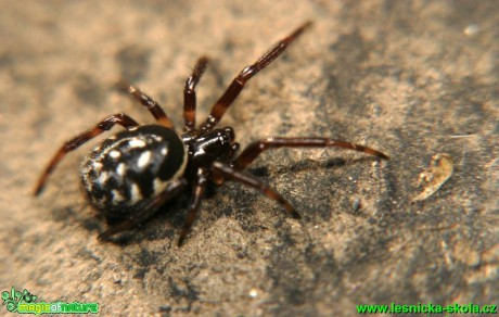 Snovačka - Steatoda albomaculata - Foto G. Ritschel