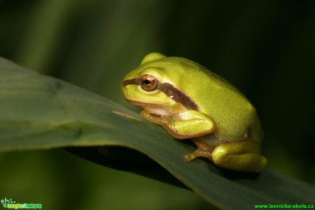 Rosnička zelená - Hyla arborea - Foto Gerd Ritschel (9)