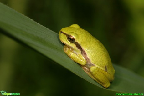 Rosnička zelená - Hyla arborea - Foto Gerd Ritschel (10)