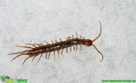 Stonožka - Lithobius 10mm - Foto G. Ritschel