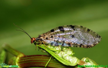 Strumičník zlatooký - Osmylus chrysops - Foto G. Ritschel