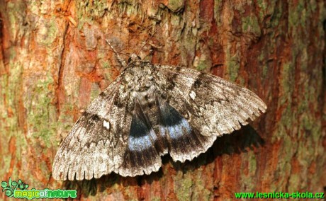 Stužkonoska modrá - Catocala fraxini - Foto G. Ritschel