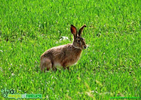 Zajíc polní - Lepus europaeus - Foto Milan Chmelík (2)