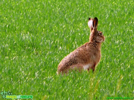 Zajíc polní - Lepus europaeus - Foto Milan Chmelík (3)