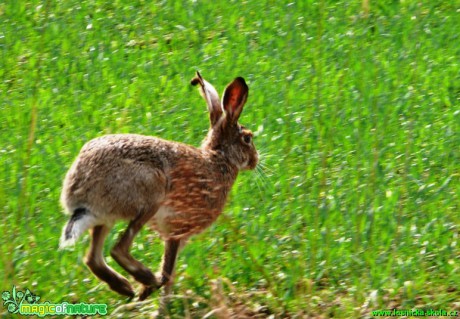 Zajíc polní - Lepus europaeus - Foto Milan Chmelík (6)