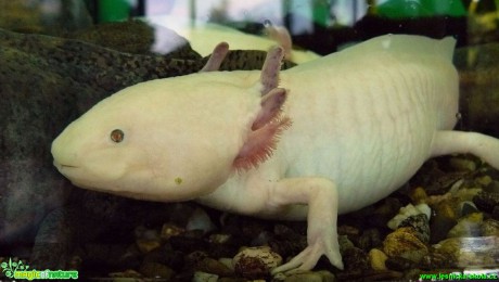 Axolotl mexický - Ambystoma mexicanum  - Foto Pavel Stančík