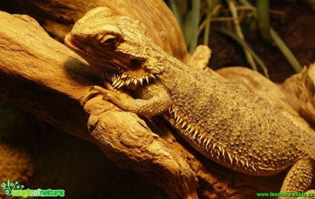 Agama vousatá - Pogona vitticeps  - Foto Pavel Stančík